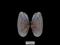 藏品(長形紫雲蛤)的圖片